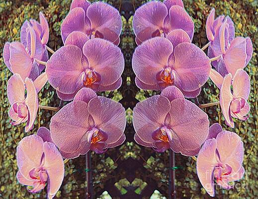 Orchids Galore Print