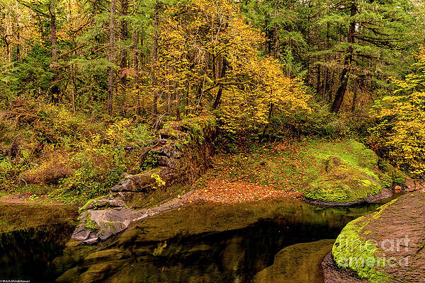 Oregon Autumn Color Print