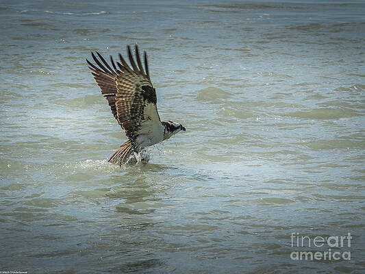 Osprey With Catch Print