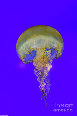 Pacific Sea Nettle Print