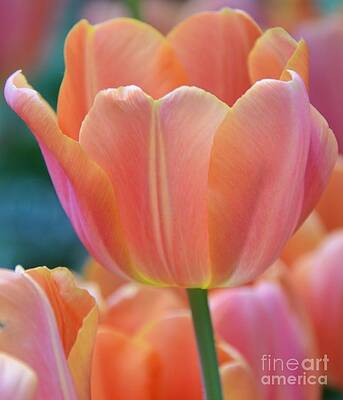 Pastel Tulip Print