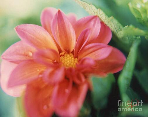 Pink Dahlia Print