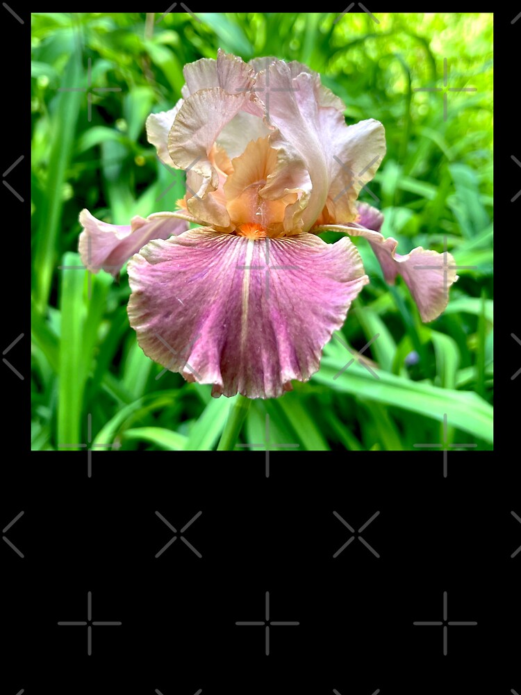 Mauve Iris by collageDP