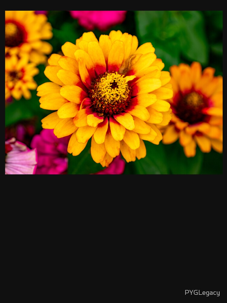 Vibrant Yellow and Red Zinnia Flower – Colorful Garden Floral Photography by PYGLegacy