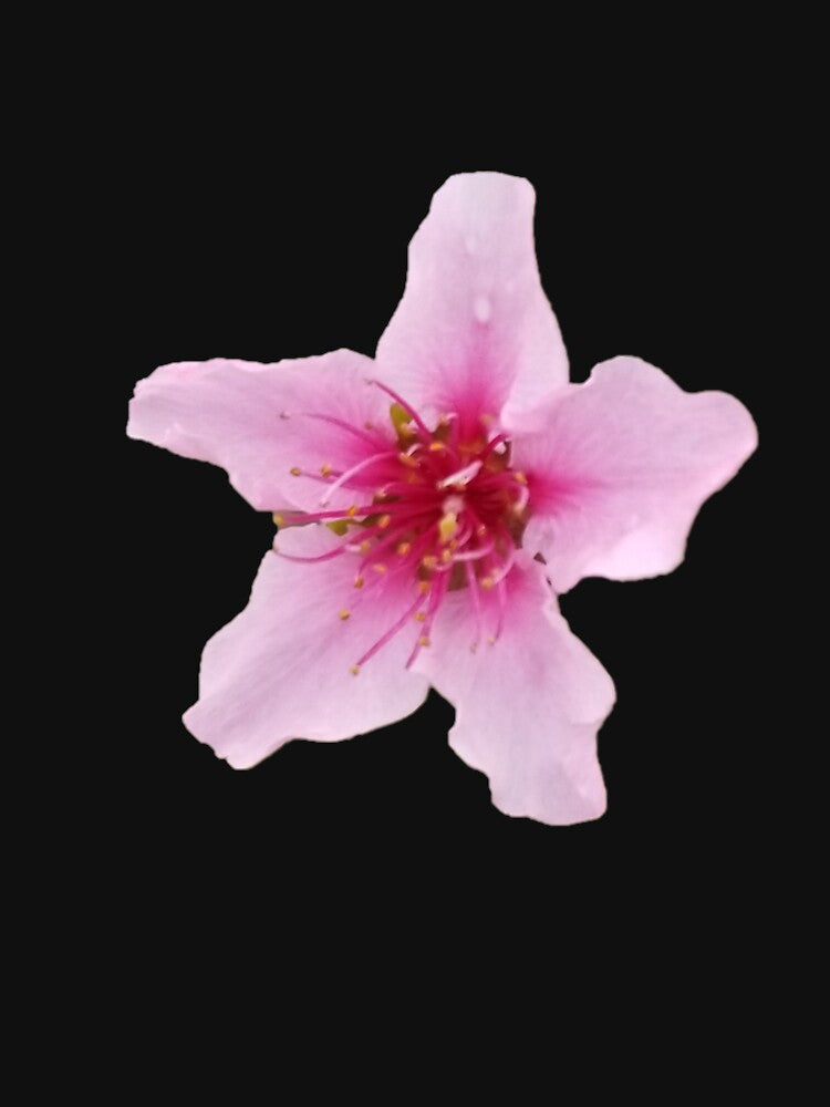 Pink Flower by AilurosLunaire