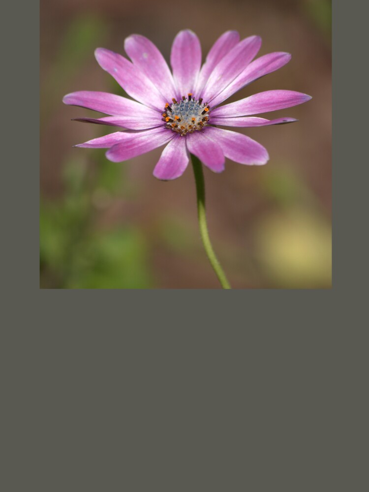 Spring African Daisy by K D Graves Photography