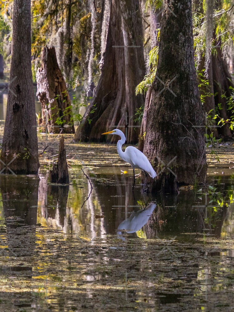 Snowy Egret in the Swamp by SafariByMarisa
