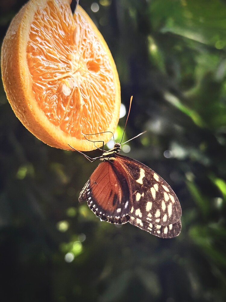 Butterfly Feeding on Orange Slice – Nature Photography by Sarah – Fine Art & Photography