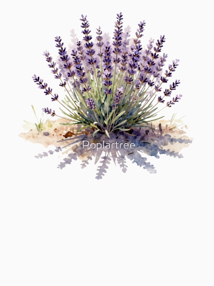 Lavender by Poplartree