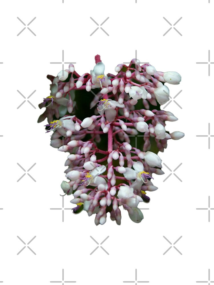 pink and white flower by rinamg