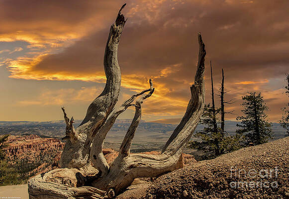 Reach For The Sky Print