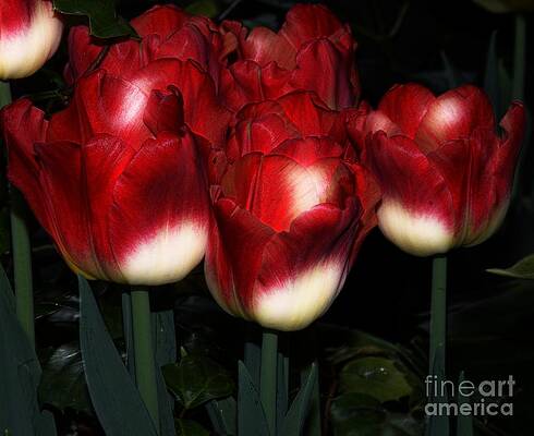 Red And White Tulips Print