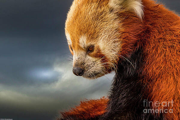 Red Panda Portrait 3 Print