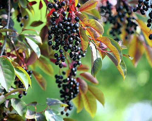 Ripe Chokecherries Hanging On The Branch In Autumn Print