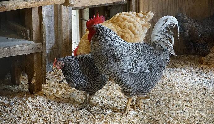 Rooster In The Barn Print