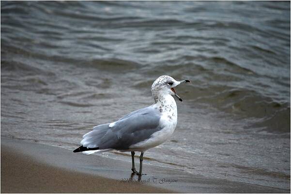 Sea Gull Calling Print
