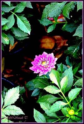 Solitary Beauty Print