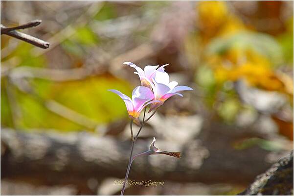 Spring Breeze Print