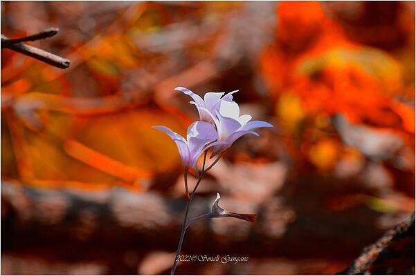 Springing Trio Print
