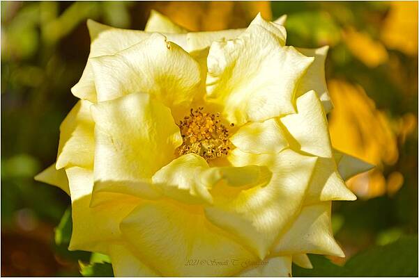Sunlit Rose Print