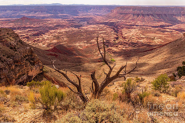 The Kaibab Plateau Print