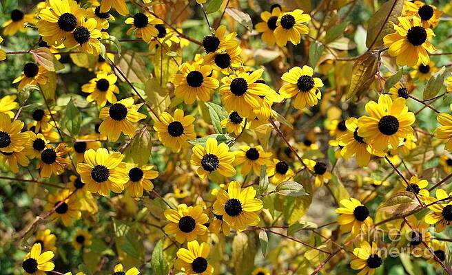 Thin Leaf Coneflower Print
