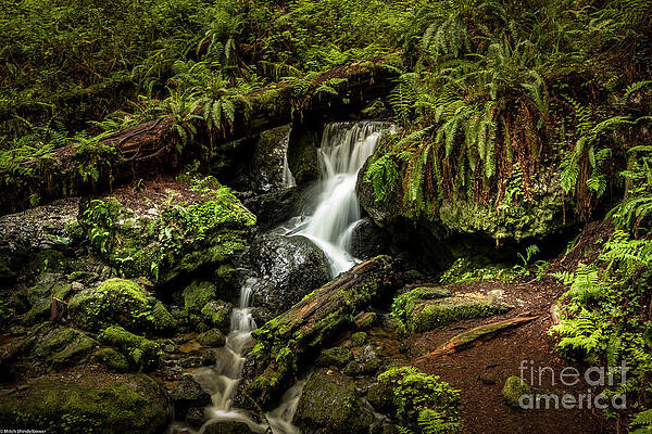 Trillium Falls Trail Print