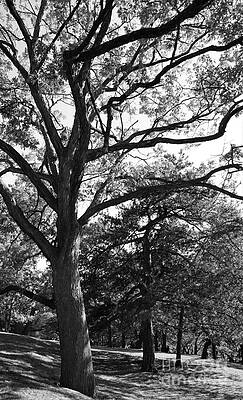 Up On The Hill I Stand - In Black And White Print