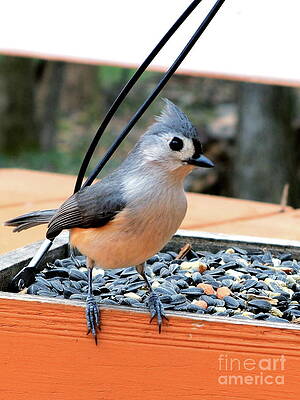 Feathered Elegance Tufted Titmouse Perched On The Feeder Print