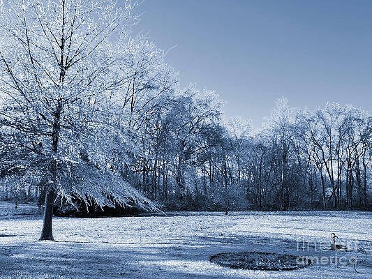 Winter Blues Print
