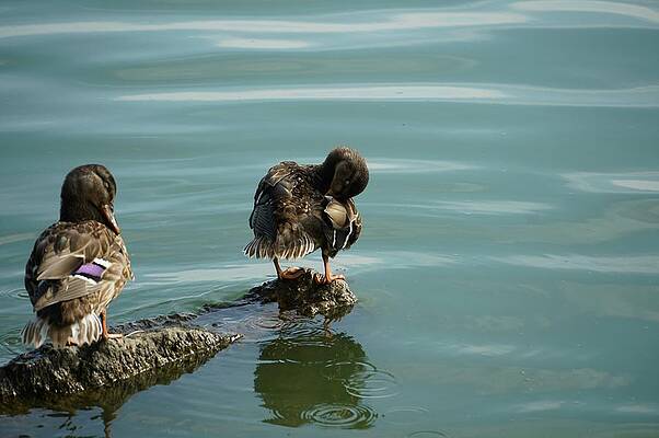 Wood Ducks Print