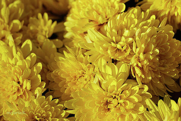 Yellow Chrysanthemums Print