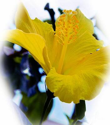 Yellow Hibiscus Print