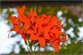 Abloom #1 Print