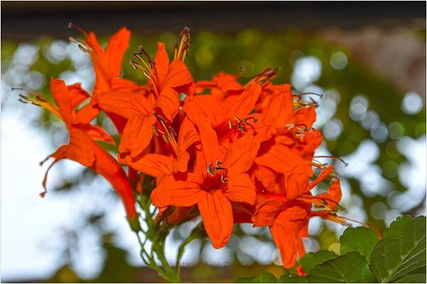 Abloom #1 Print