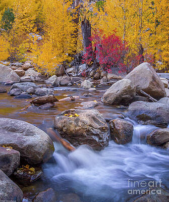 Colorful Autumn #1 Print