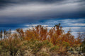 Desert Beauty #1 Print