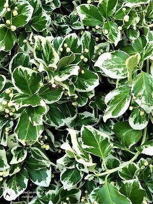 Greenery 6 Print