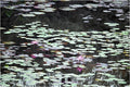 Reflecting Lilies Print