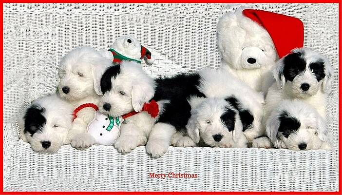 Merry Christmas Puppies Print
