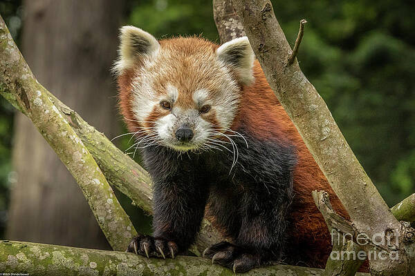Red Panda Portrait 3 #1 Print