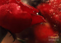 Red Roses Print