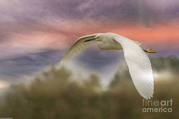 Snowy Egret #1 Print