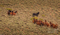 Wild Horses Of Nevada #1 Print