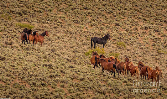 Wild Horses Of Nevada #1 Print