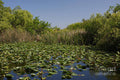 Water Lilies 5 Print