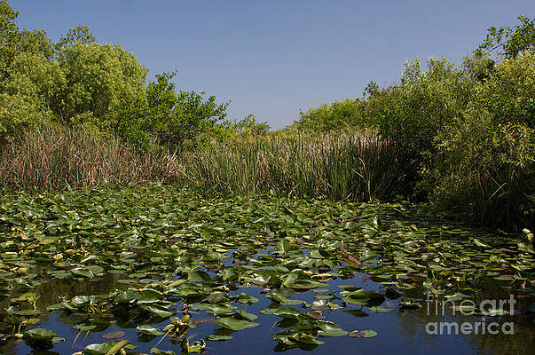 Water Lilies 5 Print