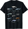 Types Of Whales Identification- Educational Whales