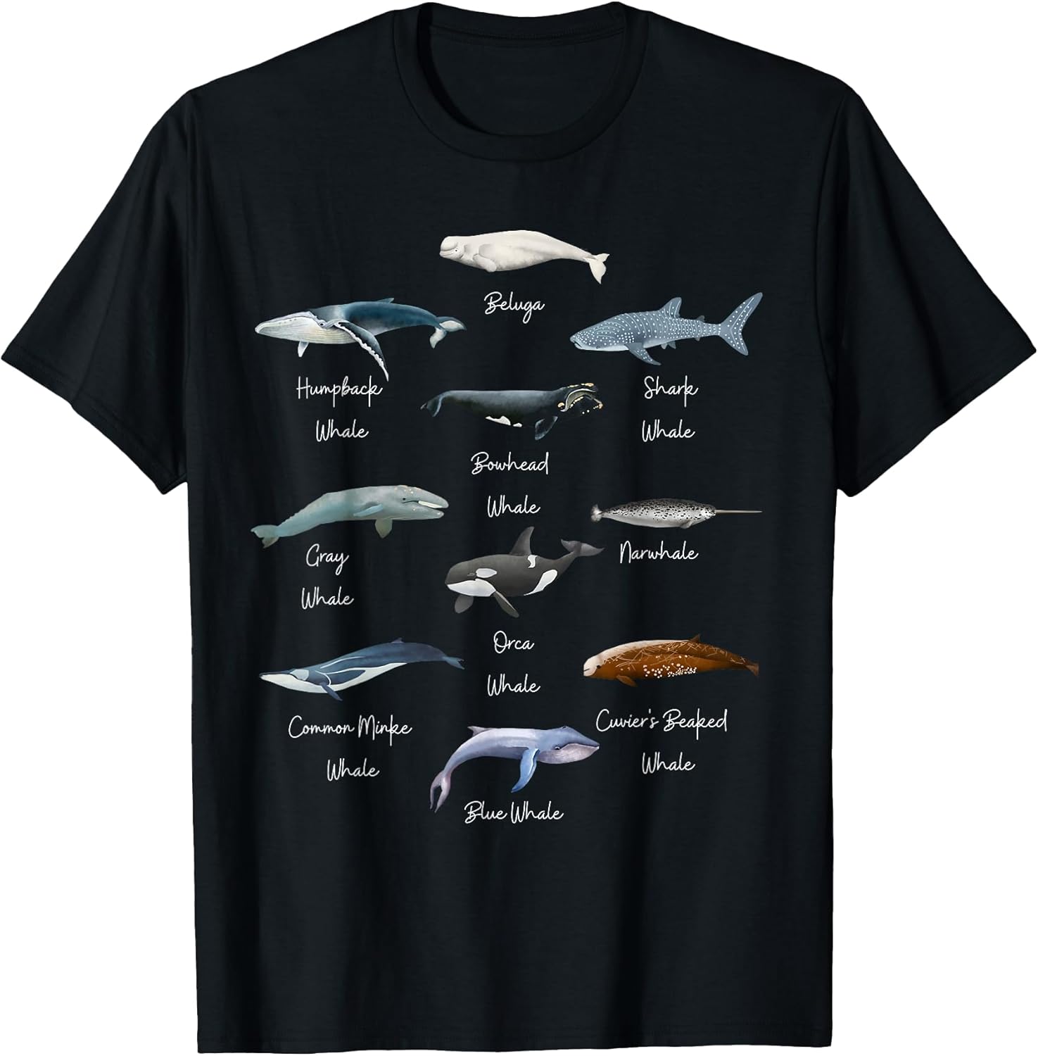 Types Of Whales Identification- Educational Whales