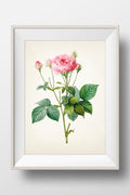 Rose Botanical #01 by Redoute - RD-01 - Fine art print of a vintage natural history academia botanical illustration